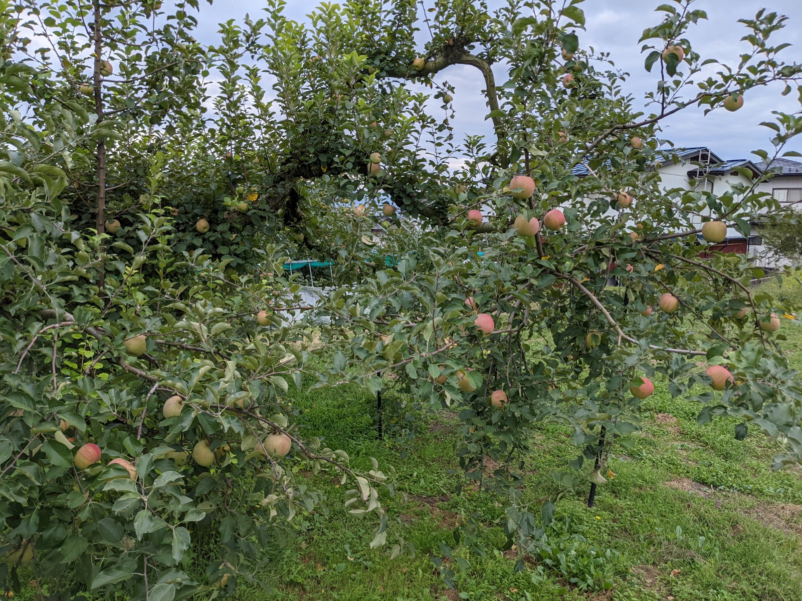 リンゴ栽培３