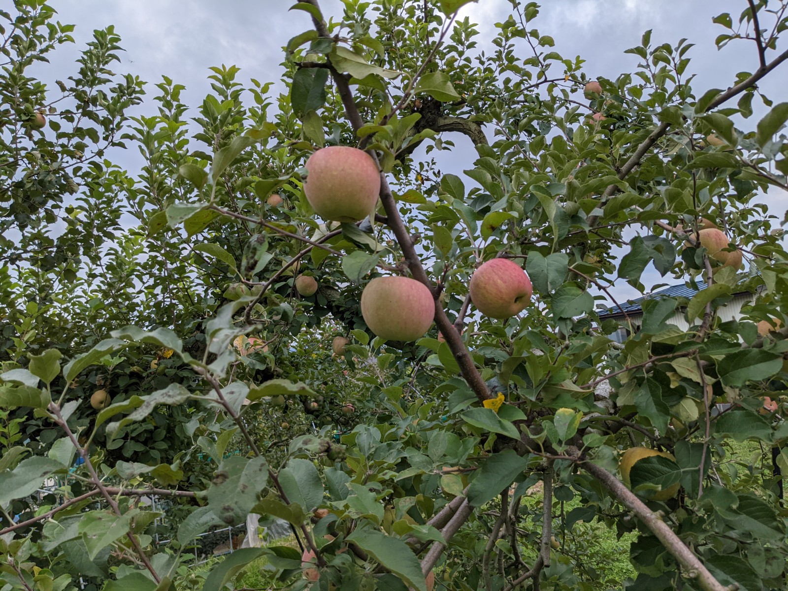 リンゴ栽培４